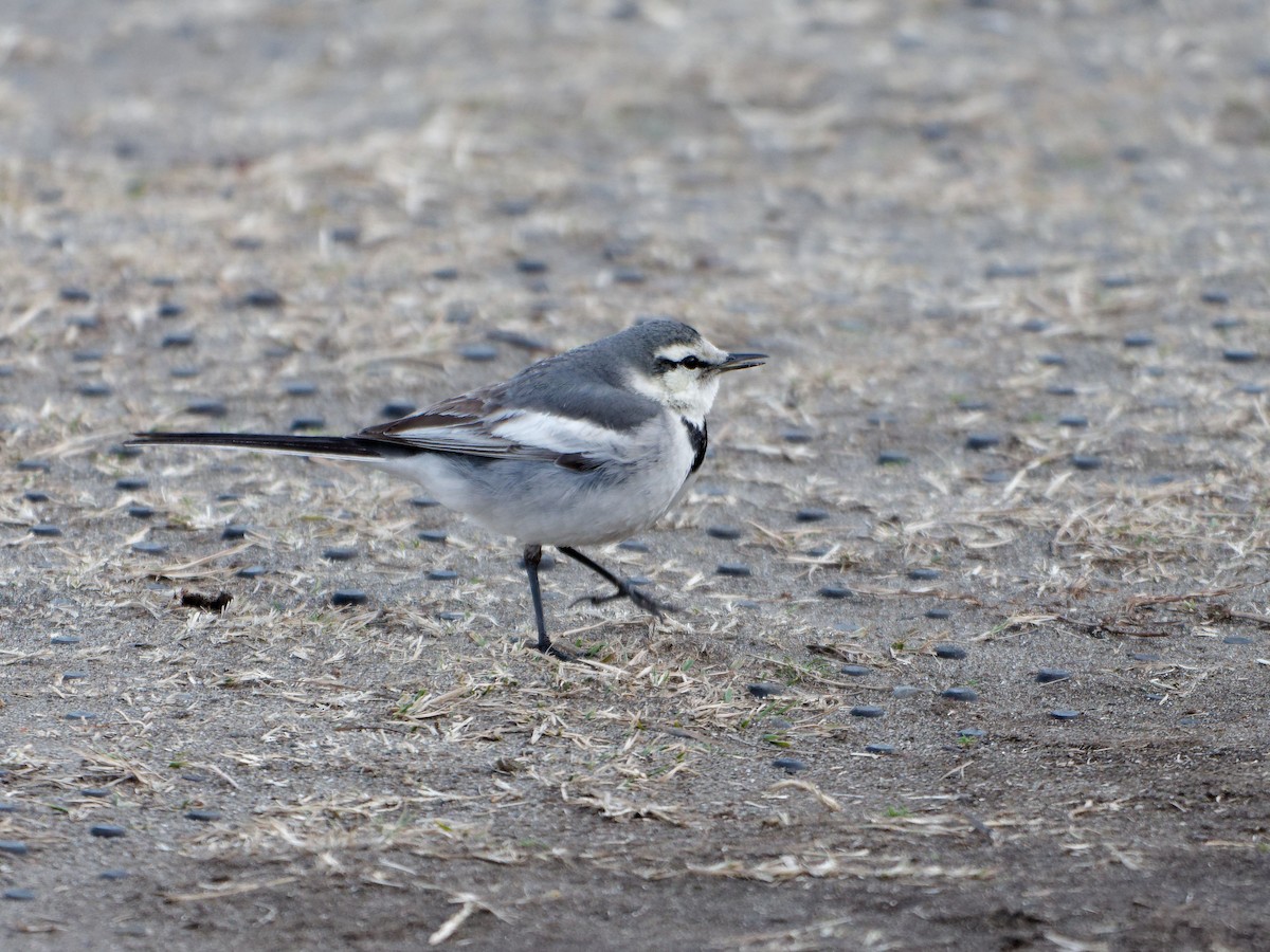 White Wagtail - s maekawa