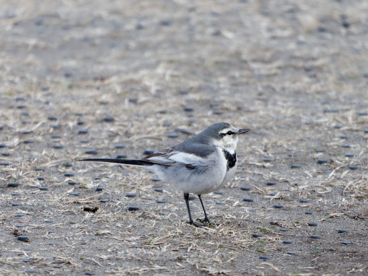 White Wagtail - ML614336033