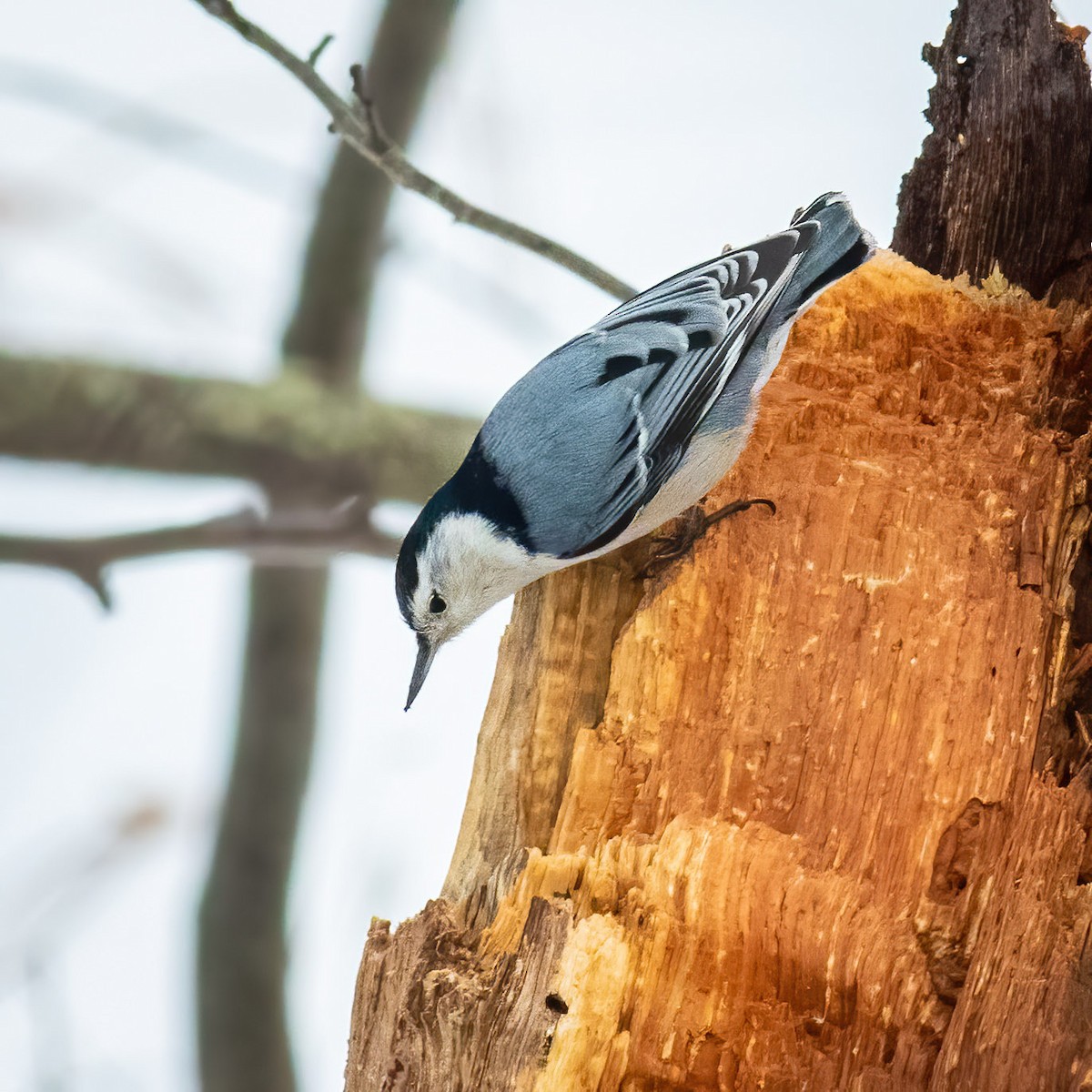 White-breasted Nuthatch - ML614336047