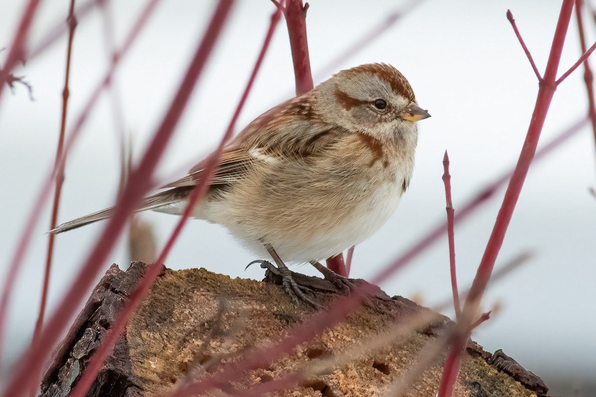 American Tree Sparrow - ML614336059