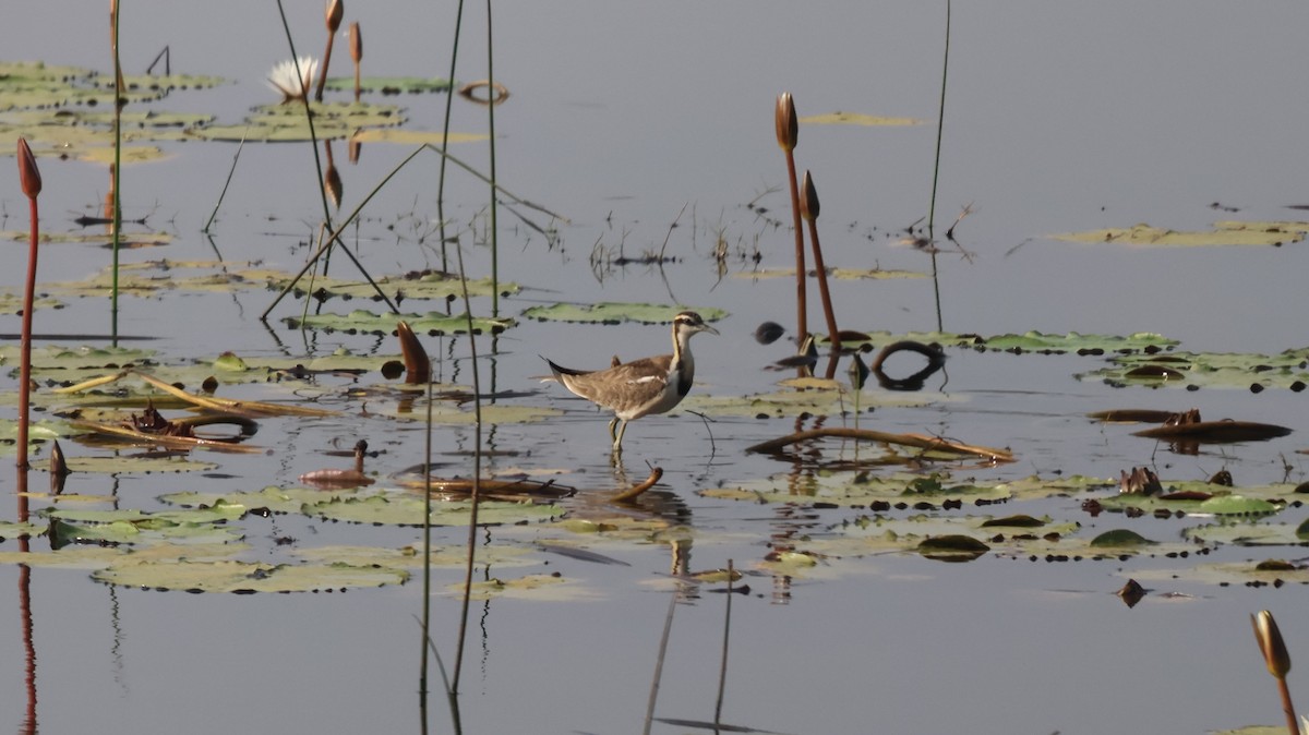 Pheasant-tailed Jacana - ML614336061