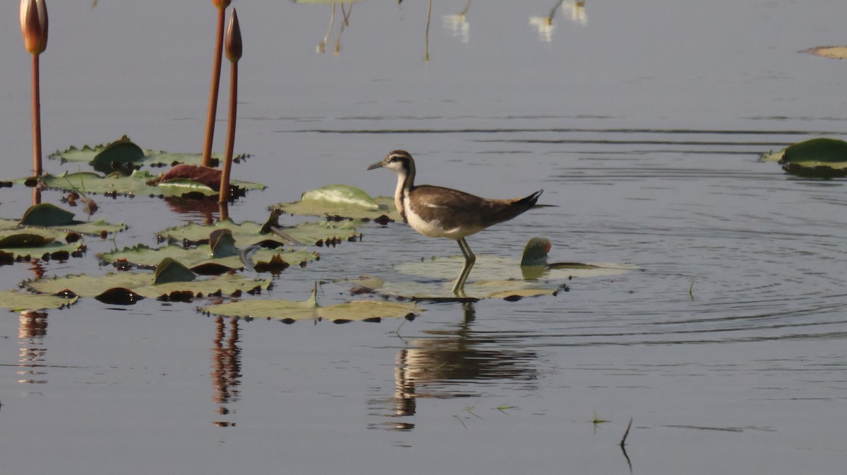 Pheasant-tailed Jacana - ML614336062