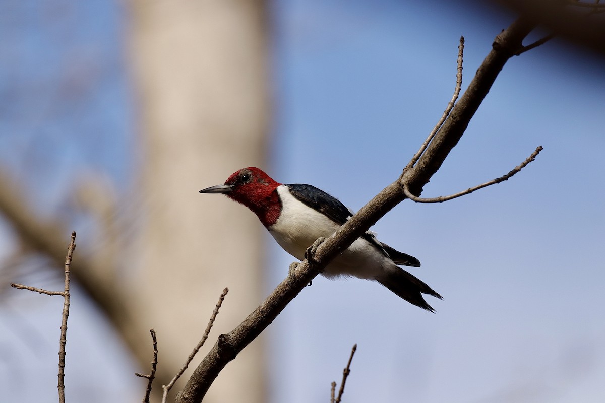 Red-headed Woodpecker - ML614336066