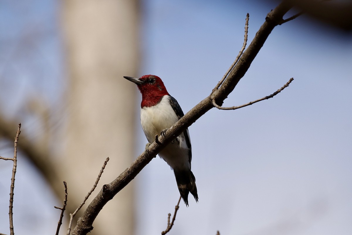 Red-headed Woodpecker - ML614336067