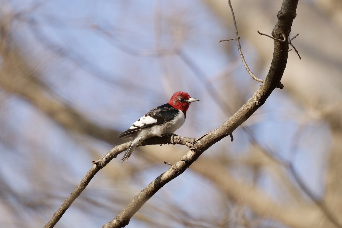 Red-headed Woodpecker - ML614336068