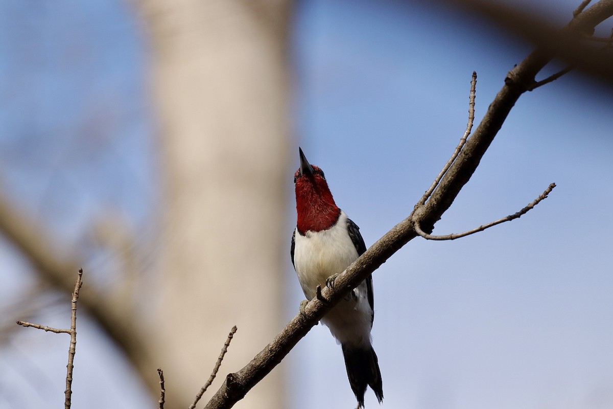 Red-headed Woodpecker - ML614336069