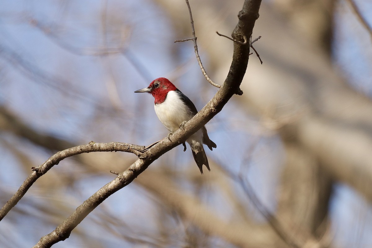 Red-headed Woodpecker - ML614336070