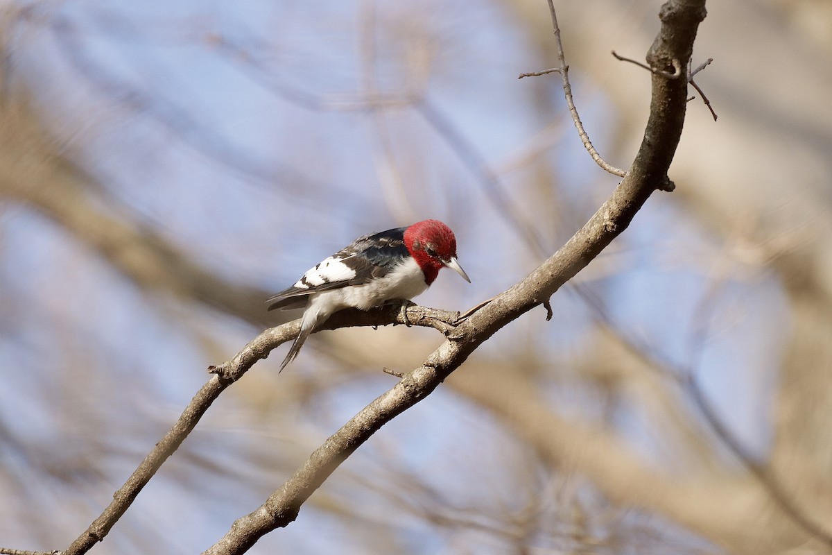 Red-headed Woodpecker - ML614336071