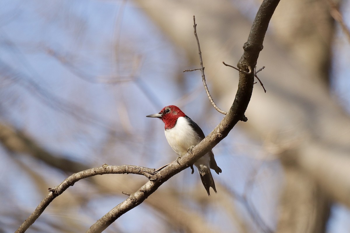Red-headed Woodpecker - ML614336073