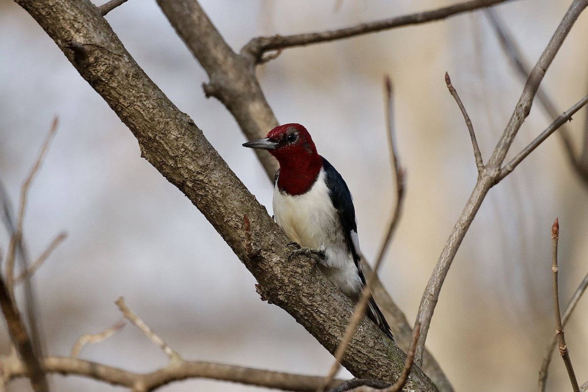Red-headed Woodpecker - ML614336074