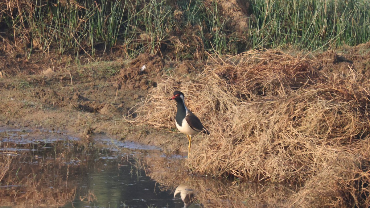 Red-wattled Lapwing - Anonymous