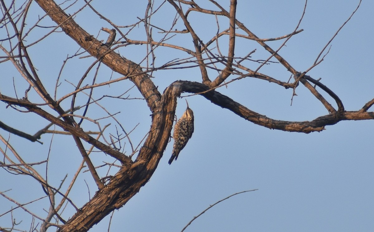 Indian Spotted Creeper - ML614336093