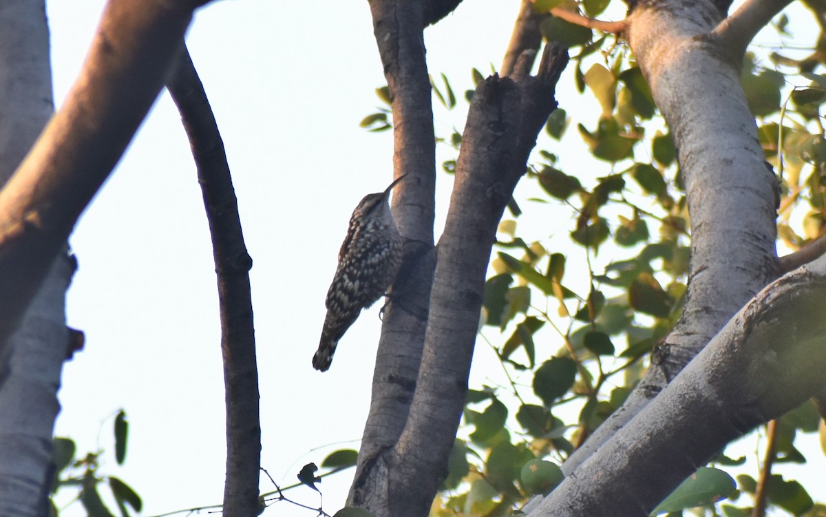 Indian Spotted Creeper - ML614336094