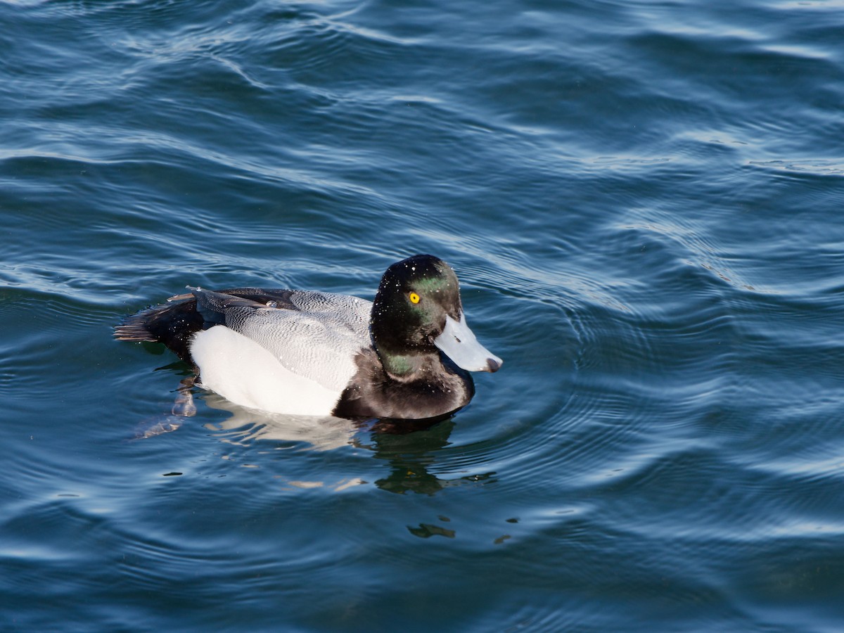 Greater Scaup - ML614336104