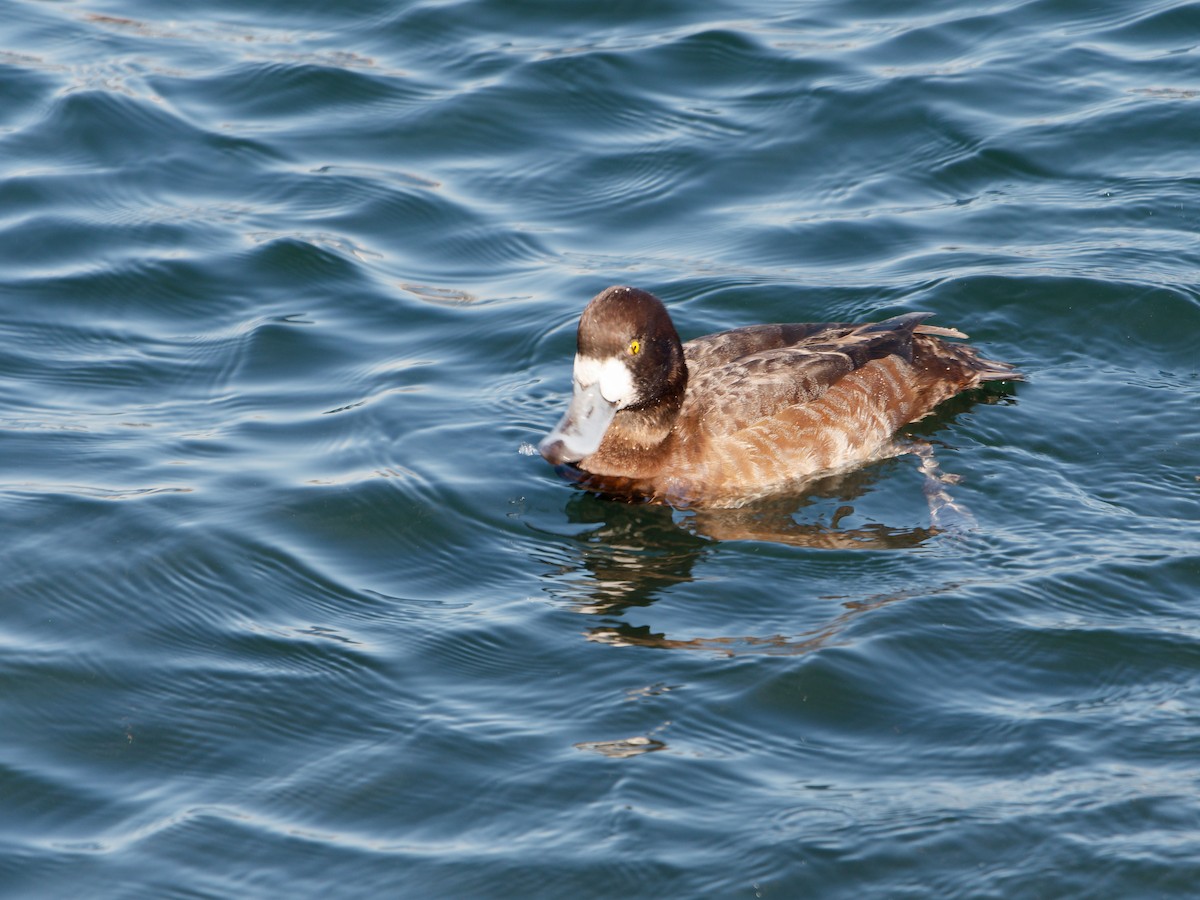 Greater Scaup - ML614336105