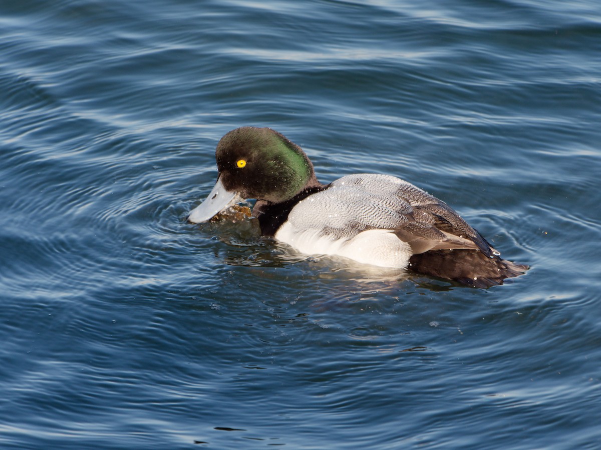 Greater Scaup - ML614336106