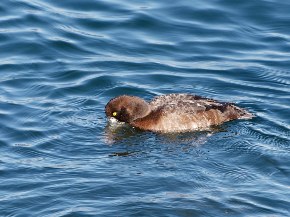 Greater Scaup - ML614336107