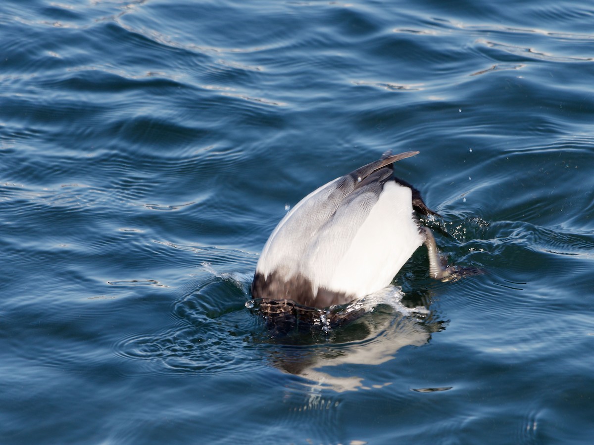 Greater Scaup - ML614336108