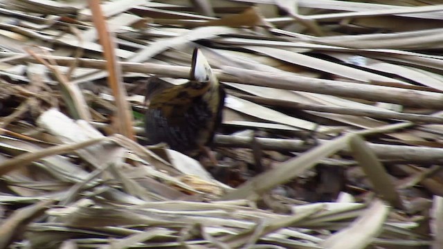 Water Rail - ML614336120