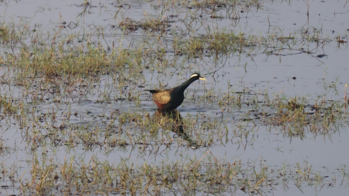 Bronze-winged Jacana - Anonymous