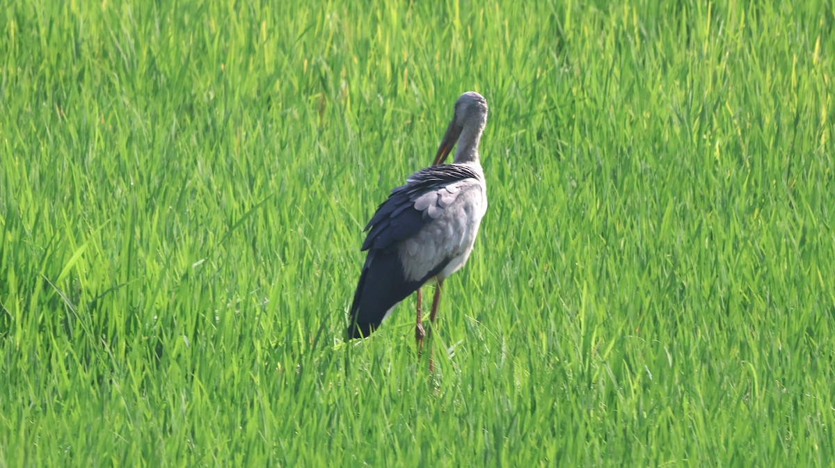 Asian Openbill - ML614336169