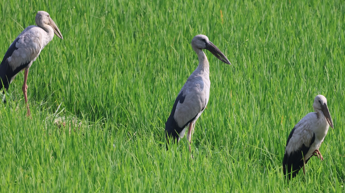 Asian Openbill - ML614336170