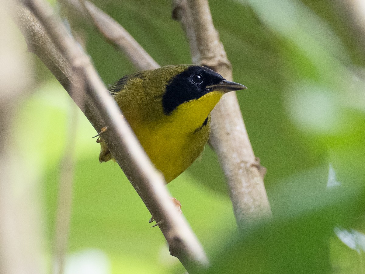 Olive-crowned Yellowthroat - Chris Fischer