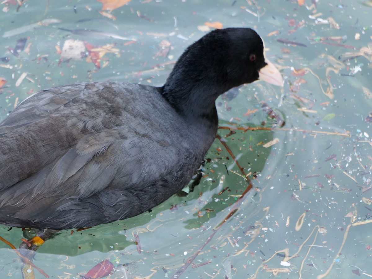 Eurasian Coot - ML614336207