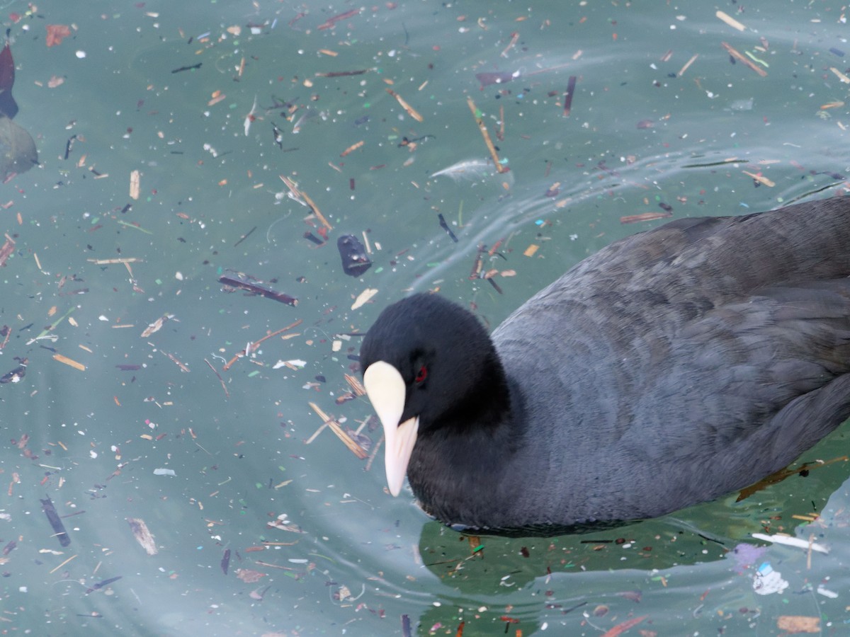 Eurasian Coot - ML614336208