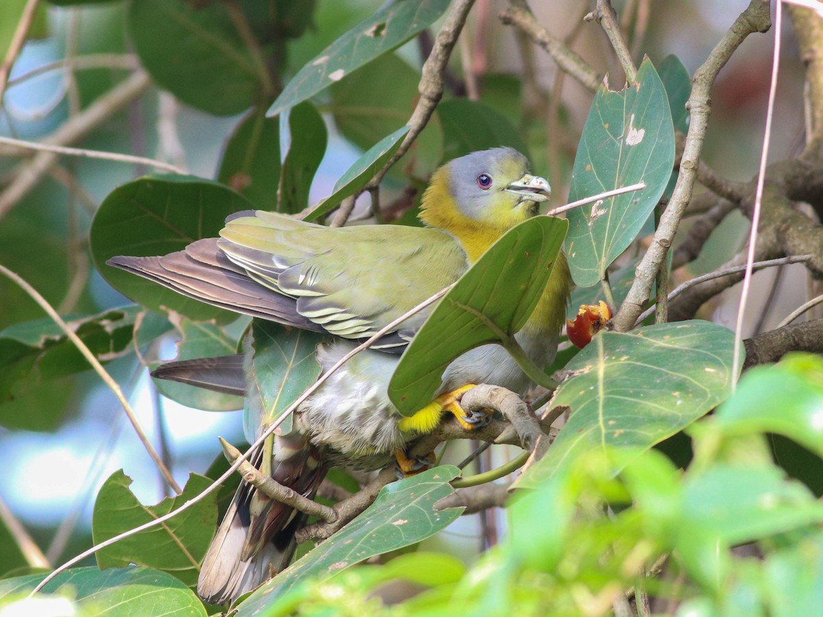 Yellow-footed Green-Pigeon - ML614336270