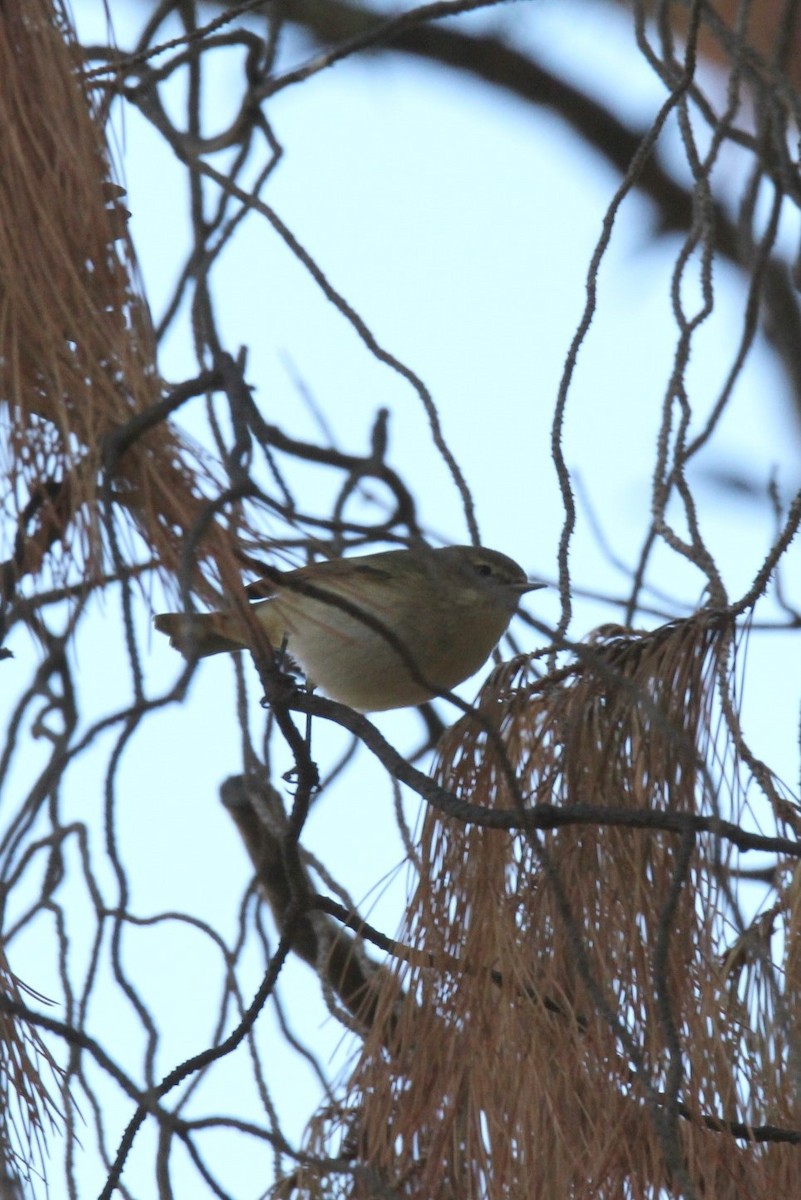 Common Chiffchaff - ML614336279