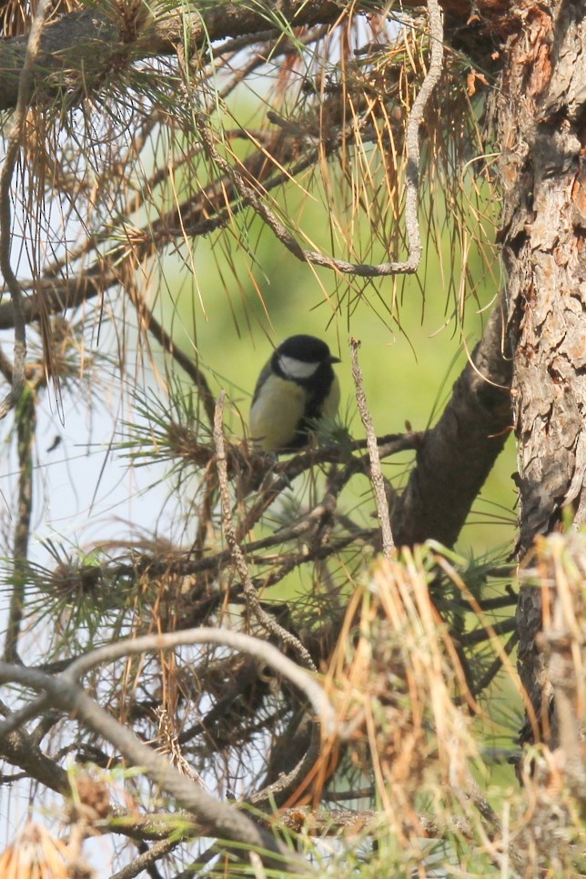 ירגזי מצוי - ML614336322