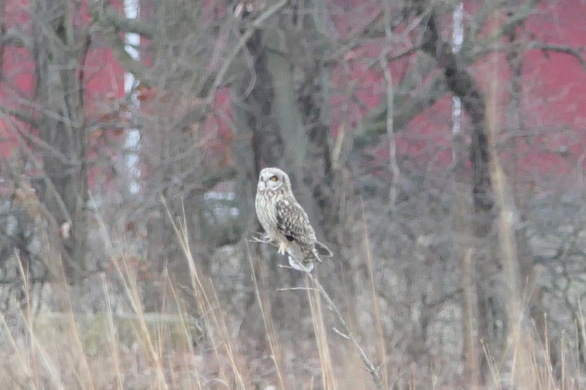 Hibou des marais - ML614336437