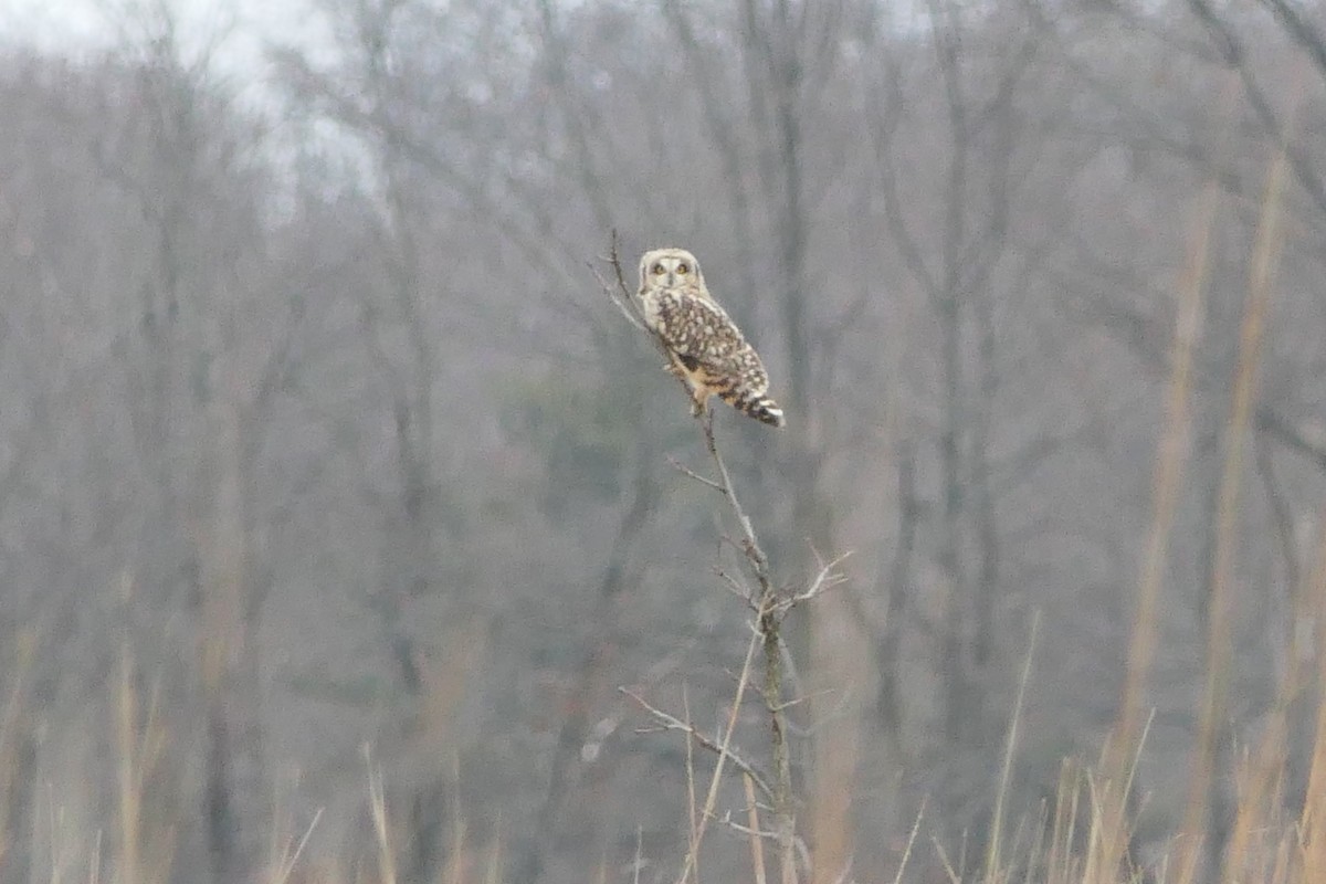 Short-eared Owl - ML614336438