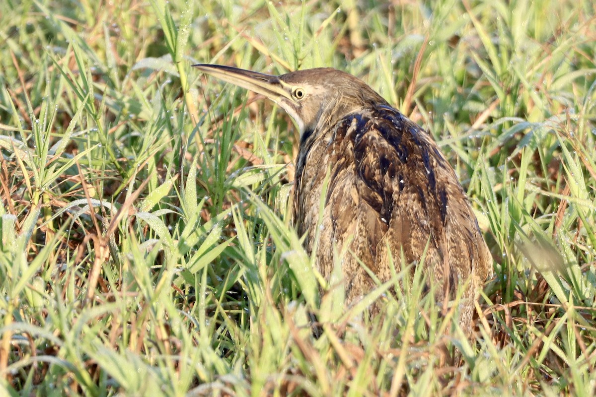 American Bittern - ML614336452