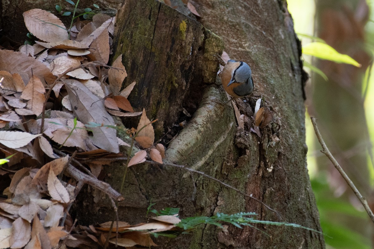 Eurasian Nuthatch - ML614336492