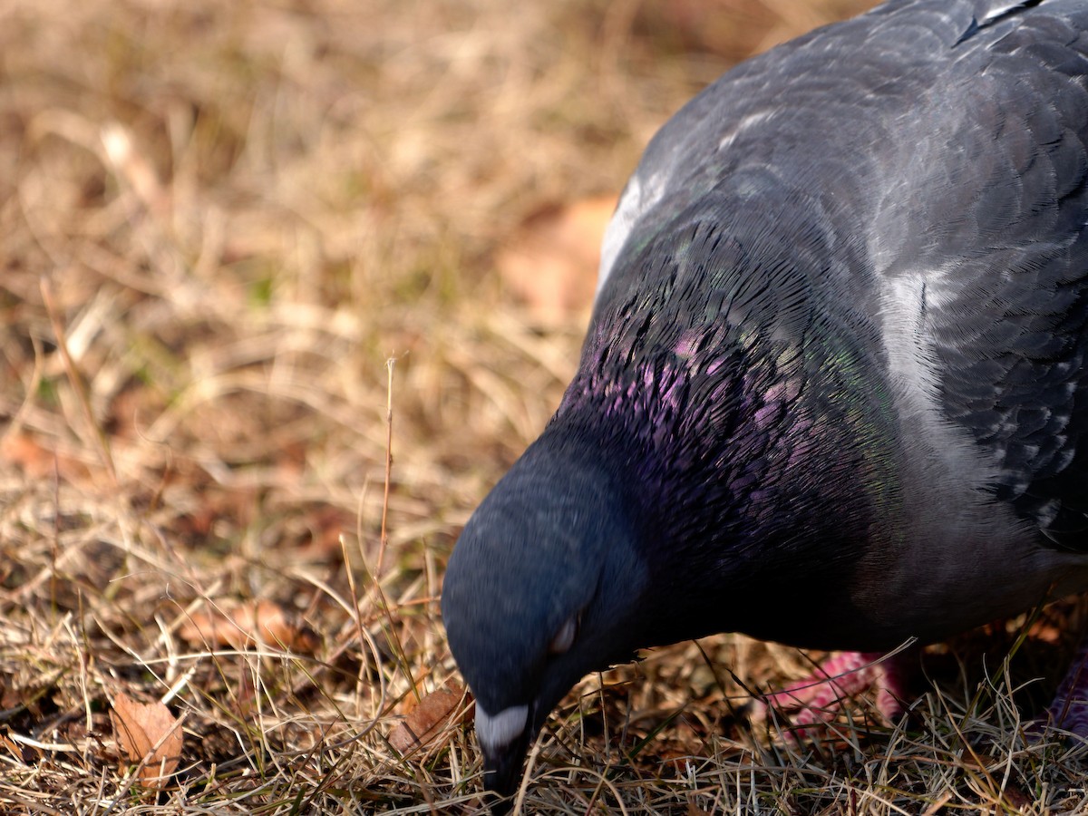 Rock Pigeon (Feral Pigeon) - ML614336493