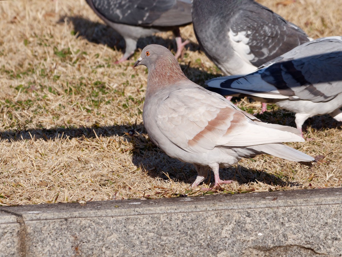 Rock Pigeon (Feral Pigeon) - ML614336494