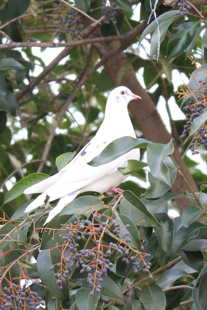 Eurasian Collared-Dove - Kerri Kipp
