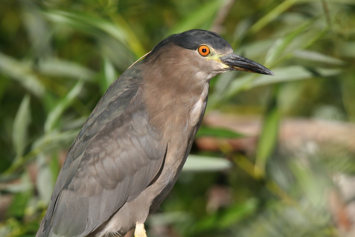 Black-crowned Night Heron - ML614336708