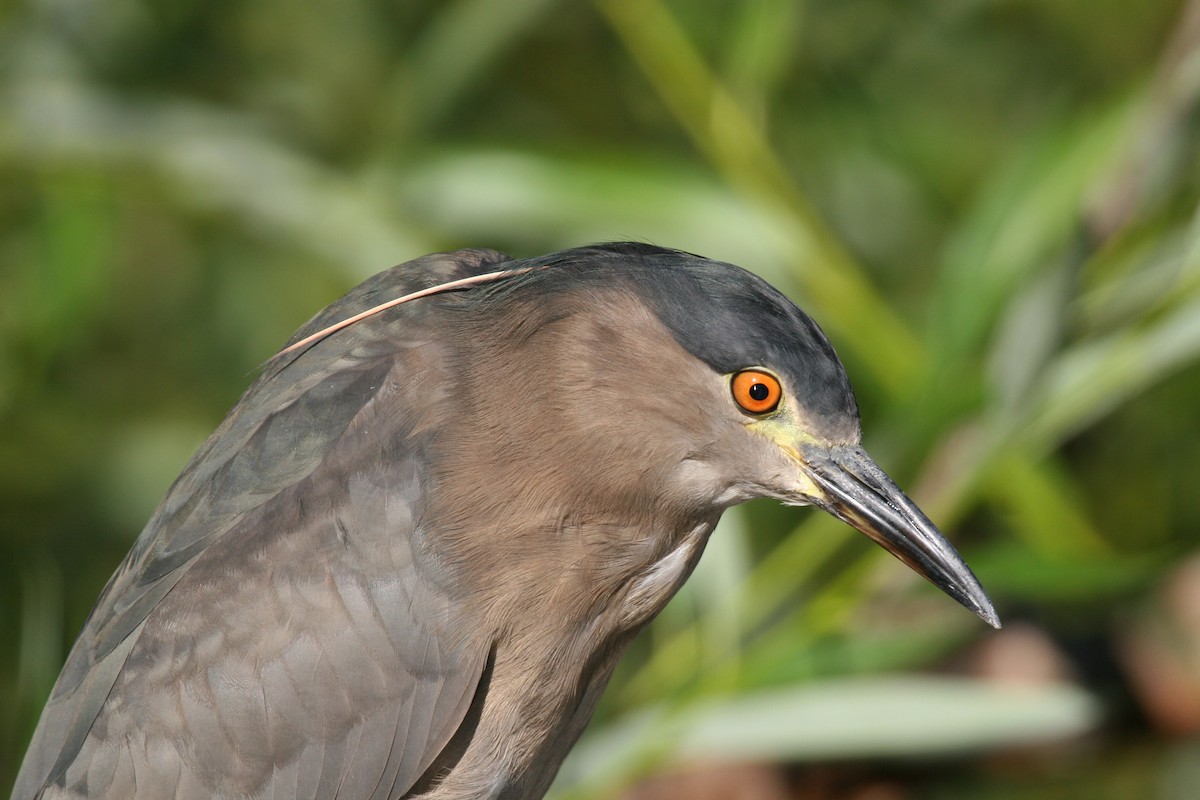 Black-crowned Night Heron - ML614336709