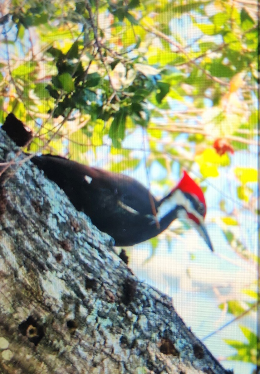 Pileated Woodpecker - ML614336737