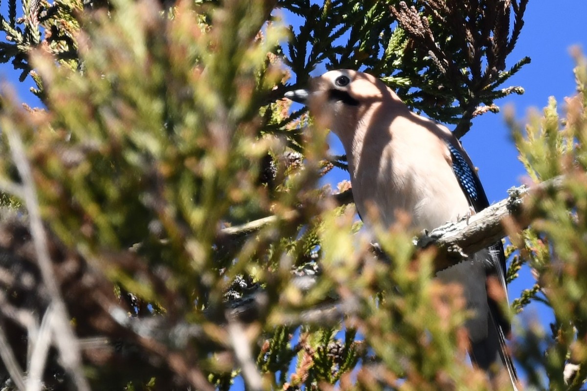 Eurasian Jay - ML614336788