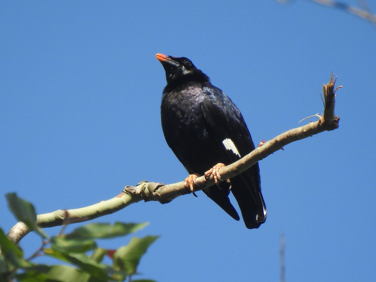 Sri Lanka Myna - ML614336879