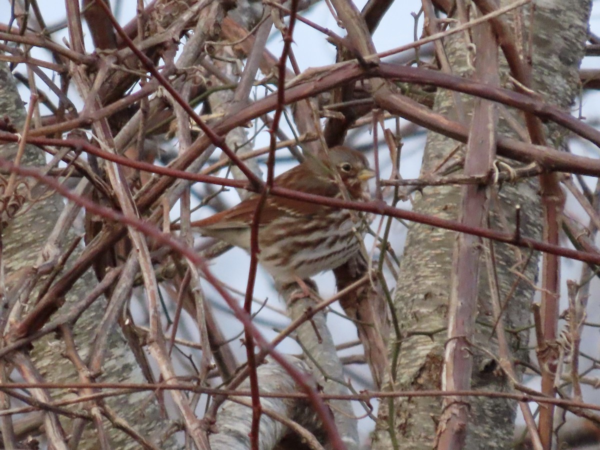 Fox Sparrow - ML614336891