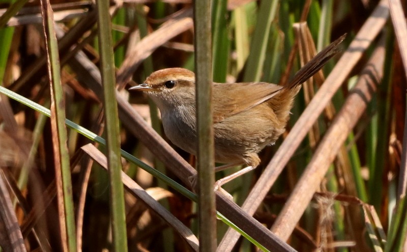 Gray-sided Bush Warbler - Kris Webb