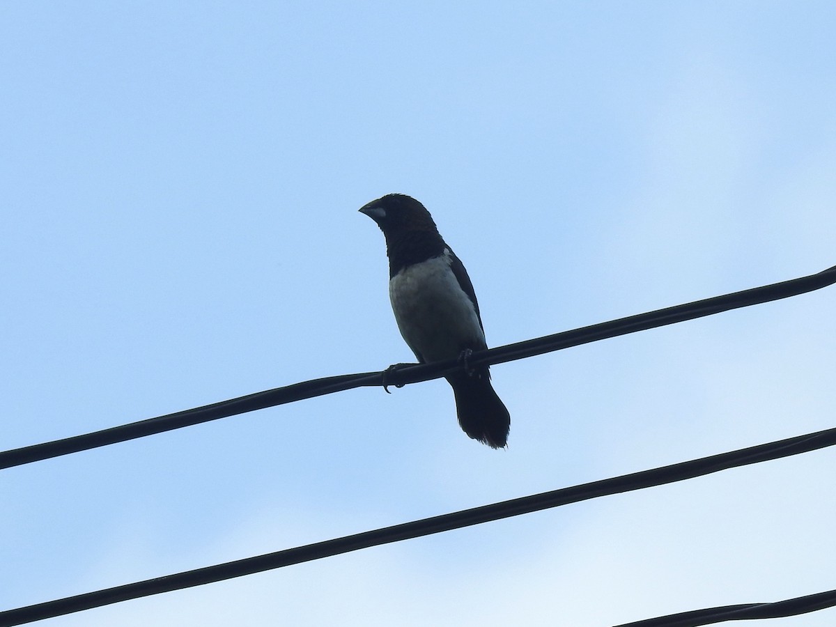 White-rumped Munia - ML614336927