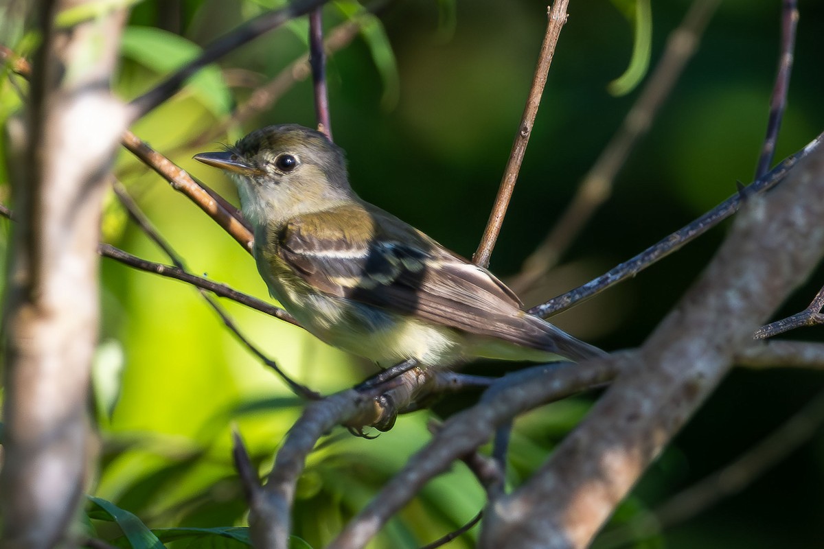 Alder/Willow Flycatcher (Traill's Flycatcher) - Ryan Shean