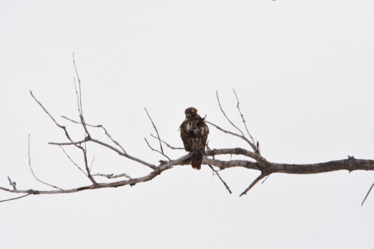 Red-tailed Hawk - suburban conservationist