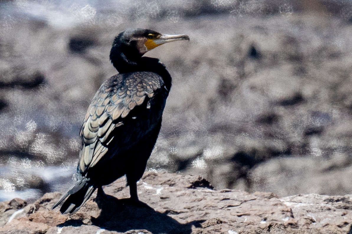 Little Black Cormorant - ML614337009